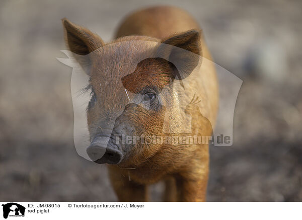 rotes Ferkel / red piglet / JM-08015