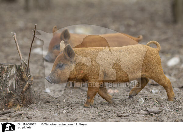 rote Ferkel / red piglets / JM-08021