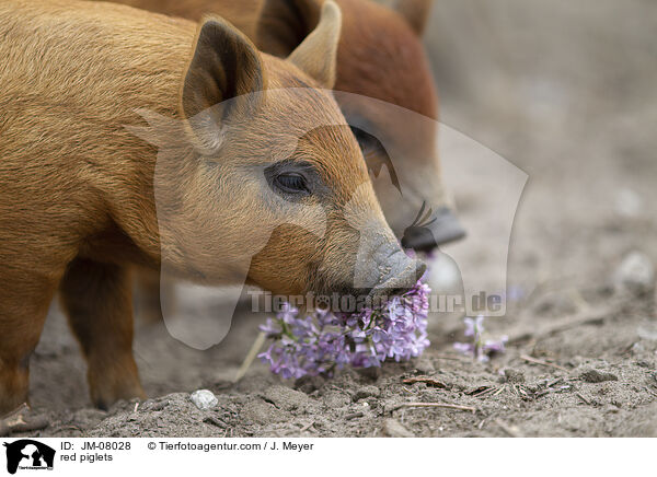 red piglets / JM-08028