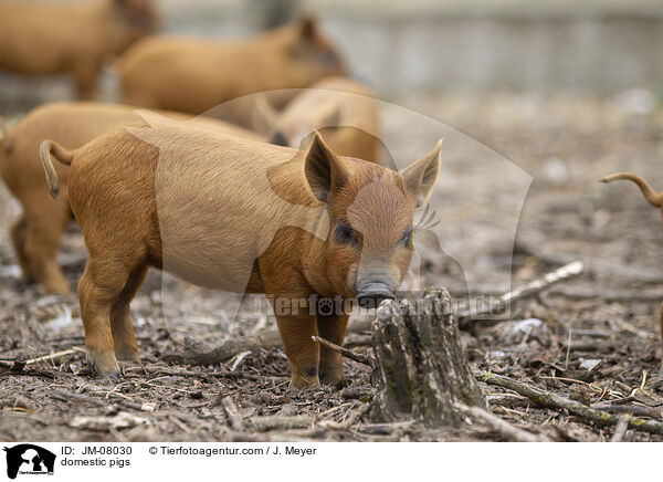 Hausschweine / domestic pigs / JM-08030
