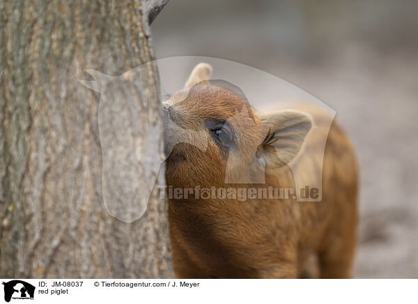 rotes Ferkel / red piglet / JM-08037