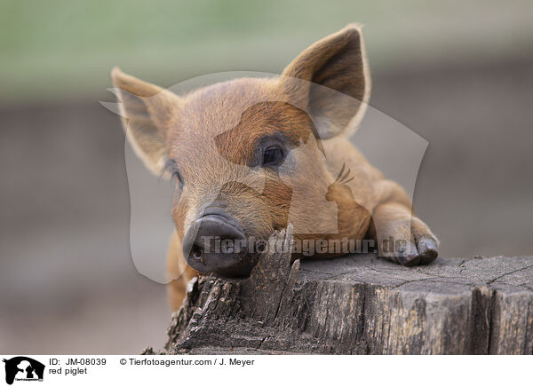 rotes Ferkel / red piglet / JM-08039