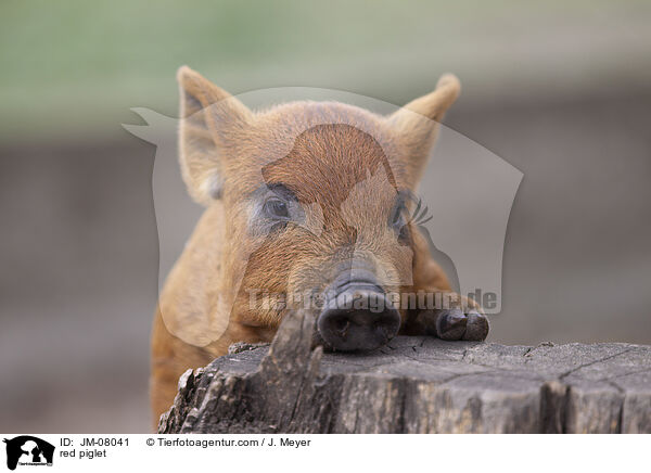 rotes Ferkel / red piglet / JM-08041
