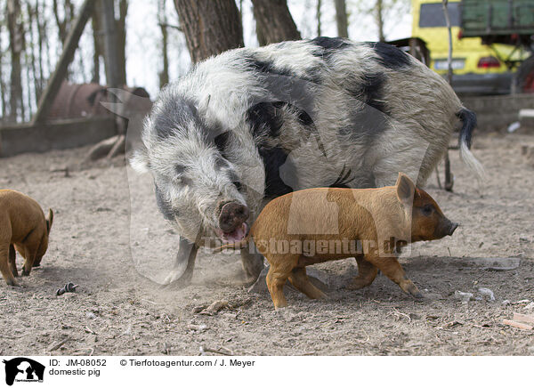 Hausschwein / domestic pig / JM-08052