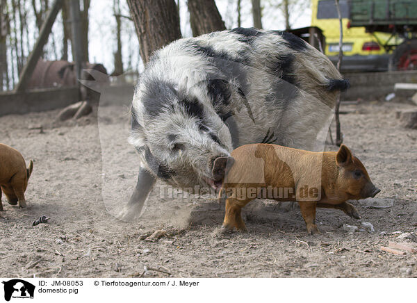 Hausschwein / domestic pig / JM-08053