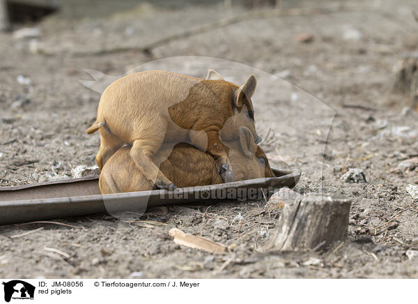 rote Ferkel / red piglets / JM-08056