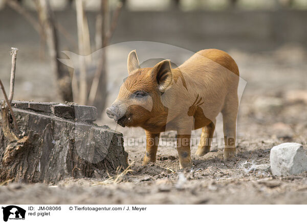 rotes Ferkel / red piglet / JM-08066