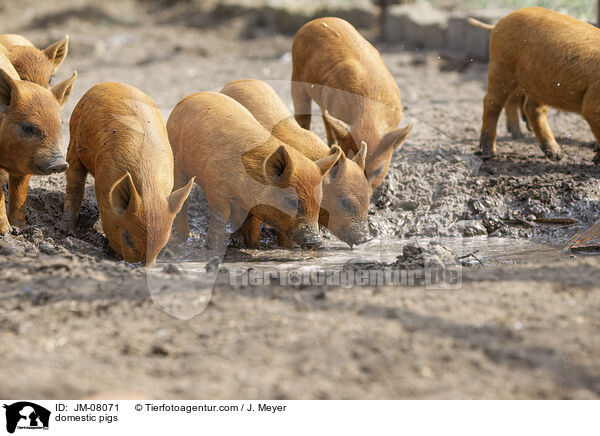 Hausschweine / domestic pigs / JM-08071