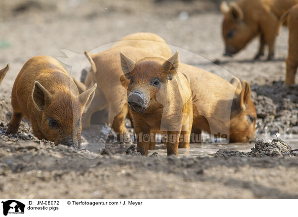 Hausschweine / domestic pigs / JM-08072