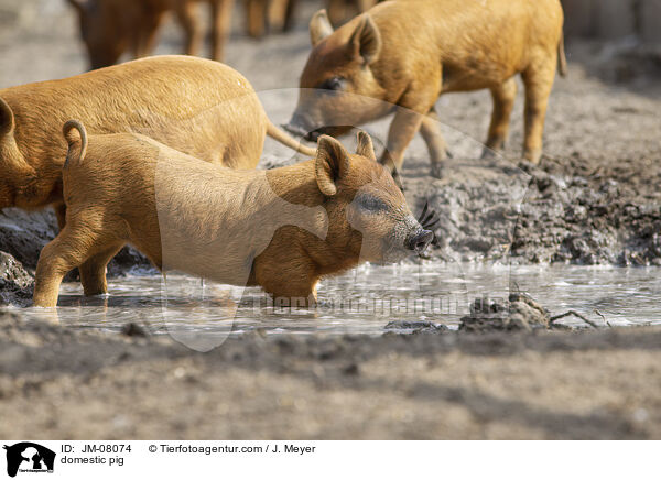 Hausschwein / domestic pig / JM-08074