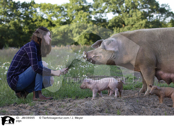 Schweine / pigs / JM-08995