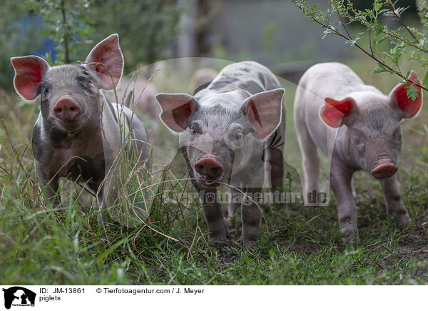 Ferkel / piglets / JM-13861