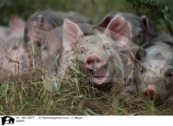 piglets / JM-13877