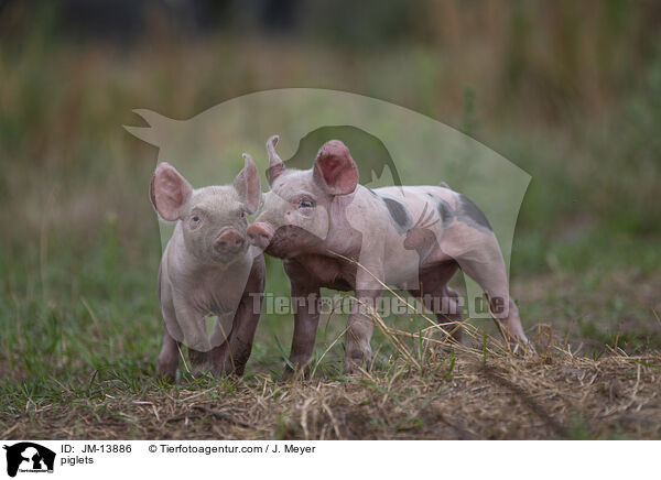 Ferkel / piglets / JM-13886