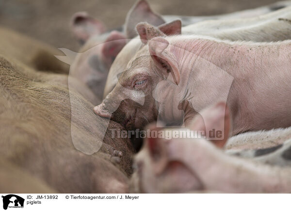 piglets / JM-13892