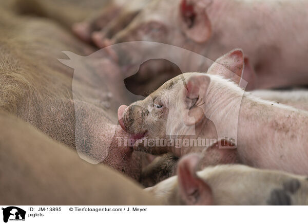 Ferkel / piglets / JM-13895