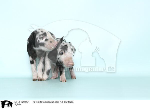 Ferkel / piglets / JH-27901