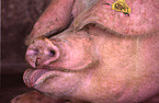 pig