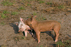 2 playing piglets