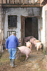 farmer with pigs