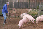 farmer with pigs