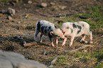 piglets