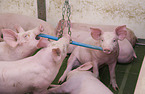 weaner pigs