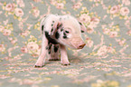 baby pig