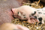 baby pig