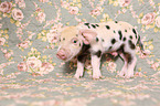 baby pig