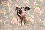 baby pig