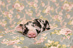 baby pig