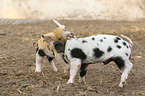 piglets