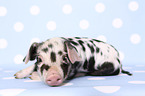 piglet