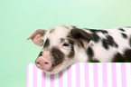 piglet