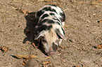 piglet
