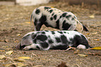 piglets