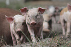 group of piglets