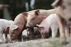 group of piglets