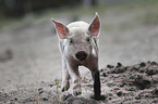 running pig