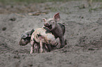 playing pigs