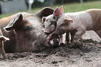 Pig with piglets