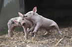 playing pigs