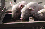 group of piglets