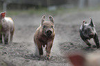 running pig