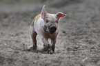 running pig