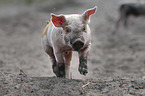 running pig