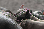 Pig with piglets