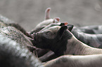 Pig with piglets