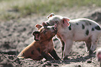 playing pigs
